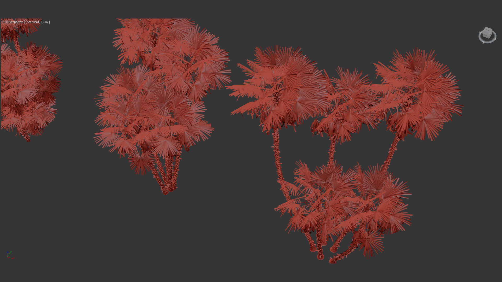 Acoelorrhaphe wrightii Everglades palms 3D Model 3D model_8