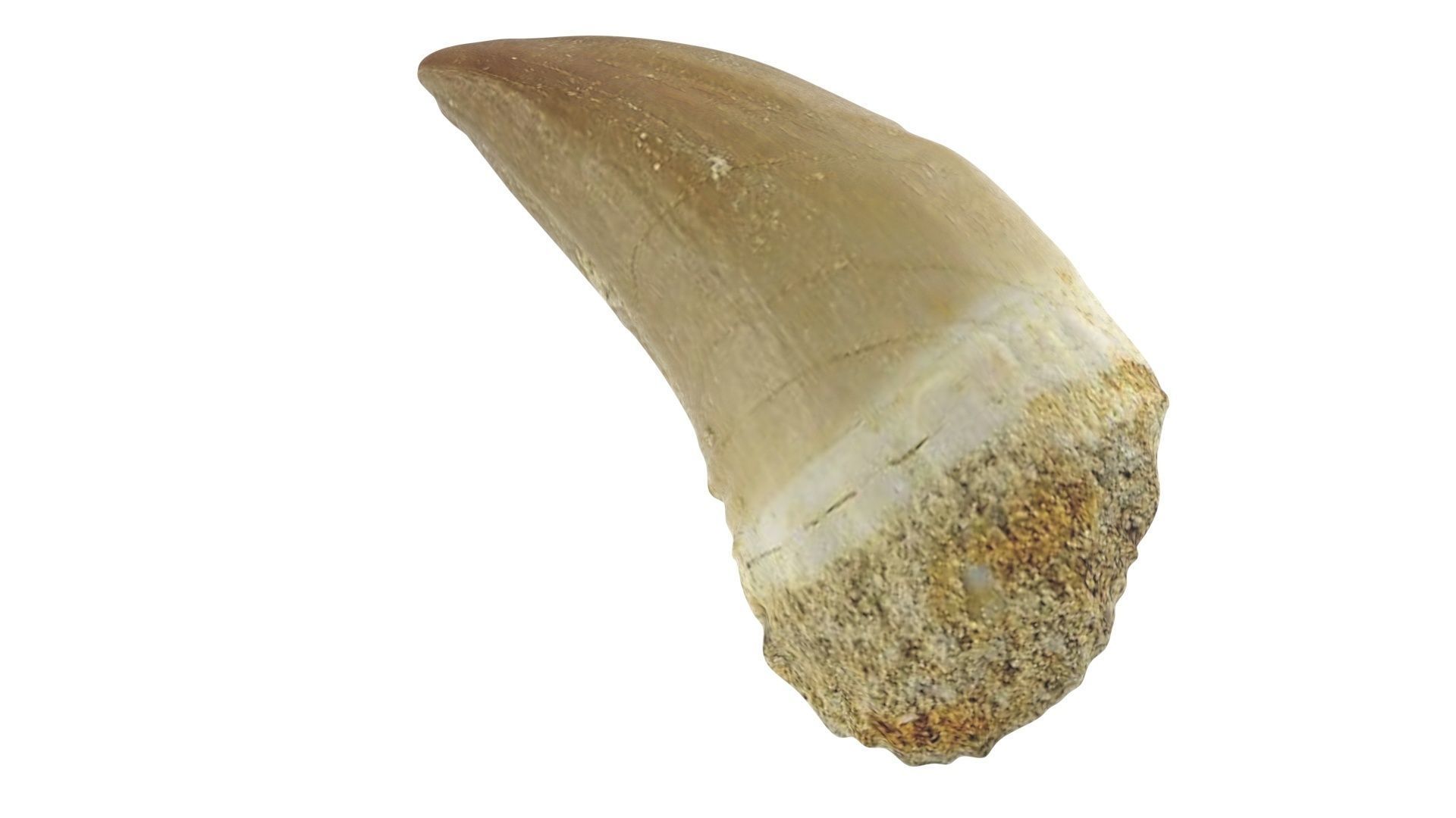 Mosasaurus Tooth 3D model_8