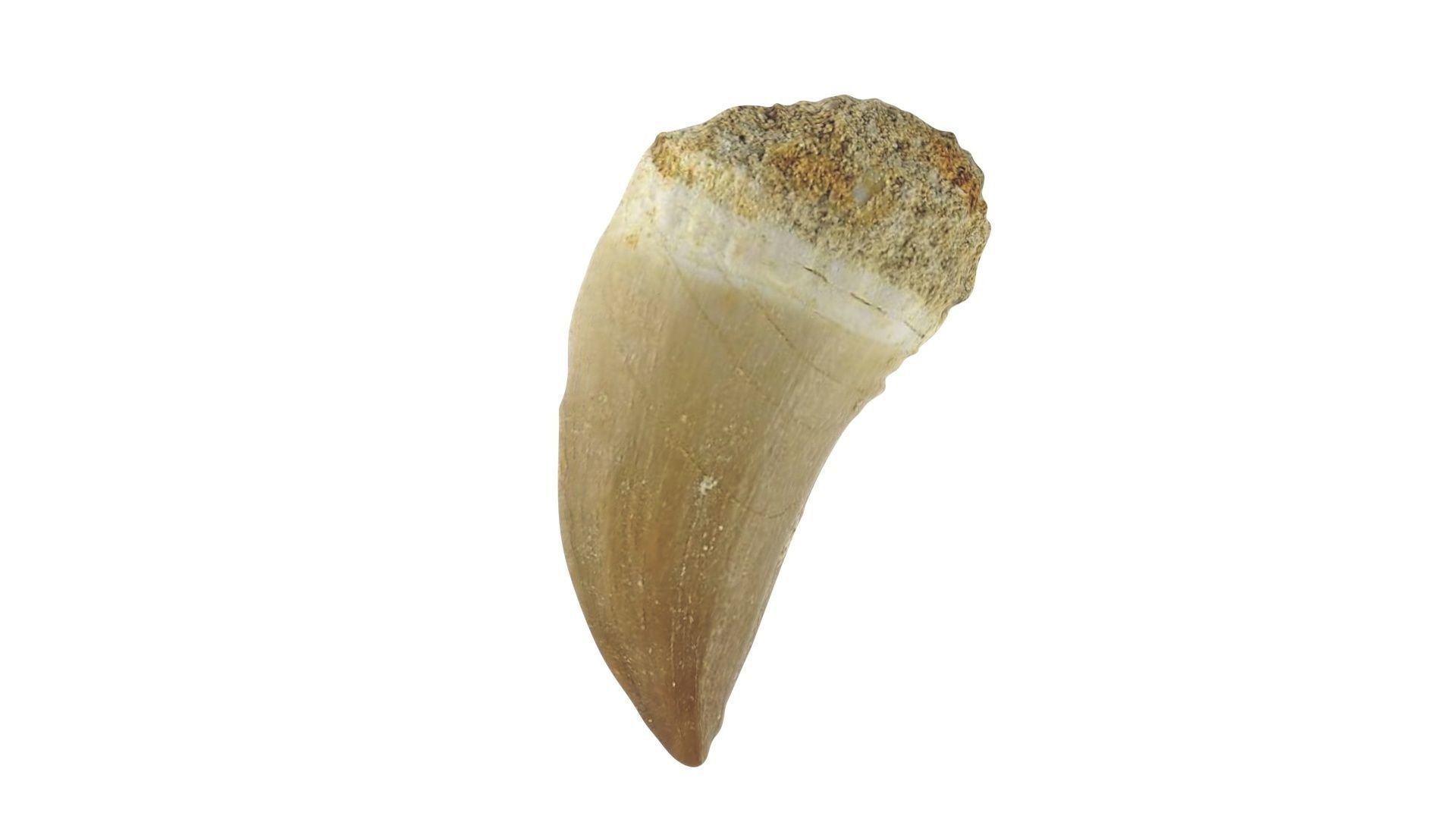 Mosasaurus Tooth 3D model_11