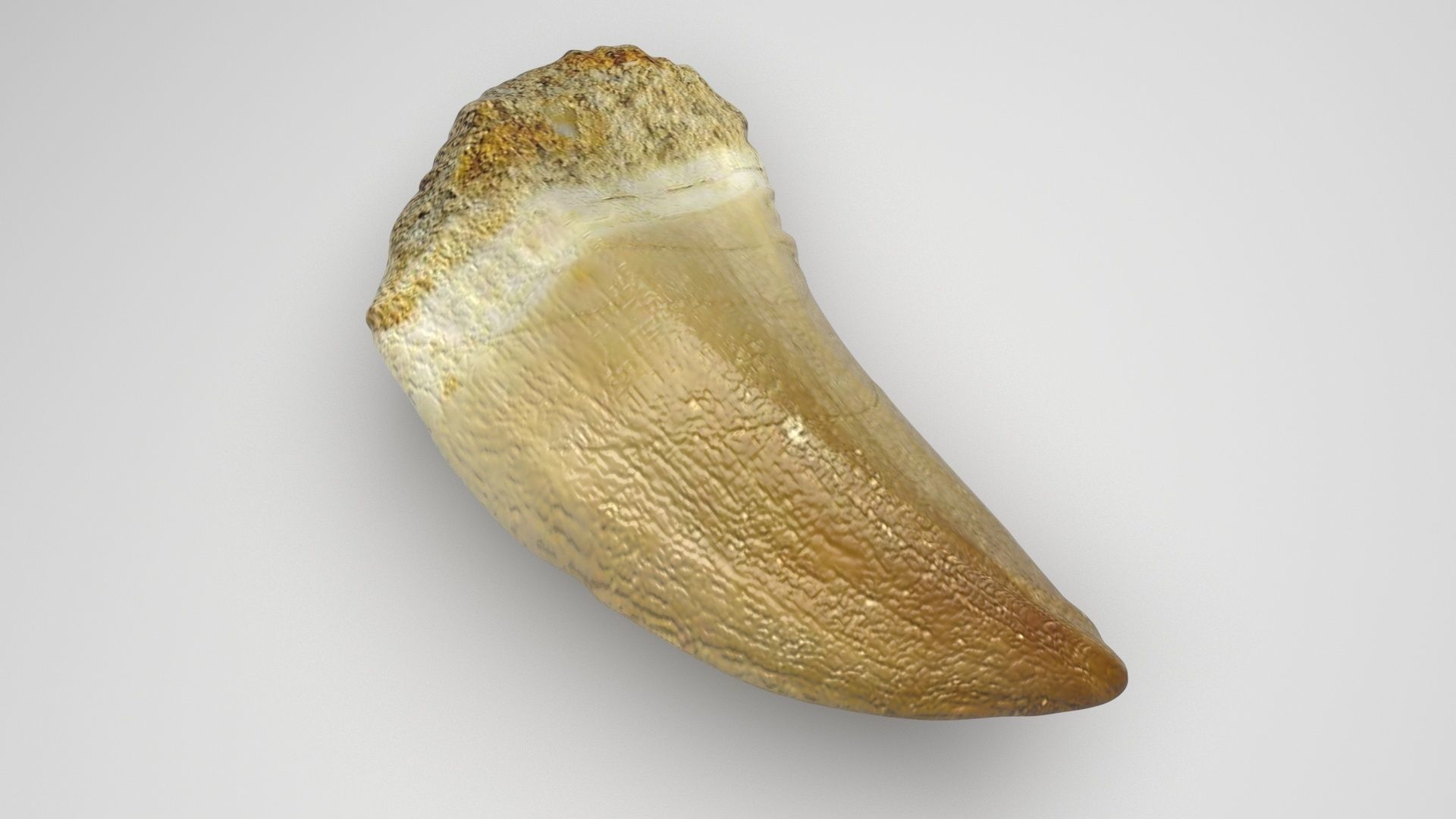 Mosasaurus Tooth 3D model_3