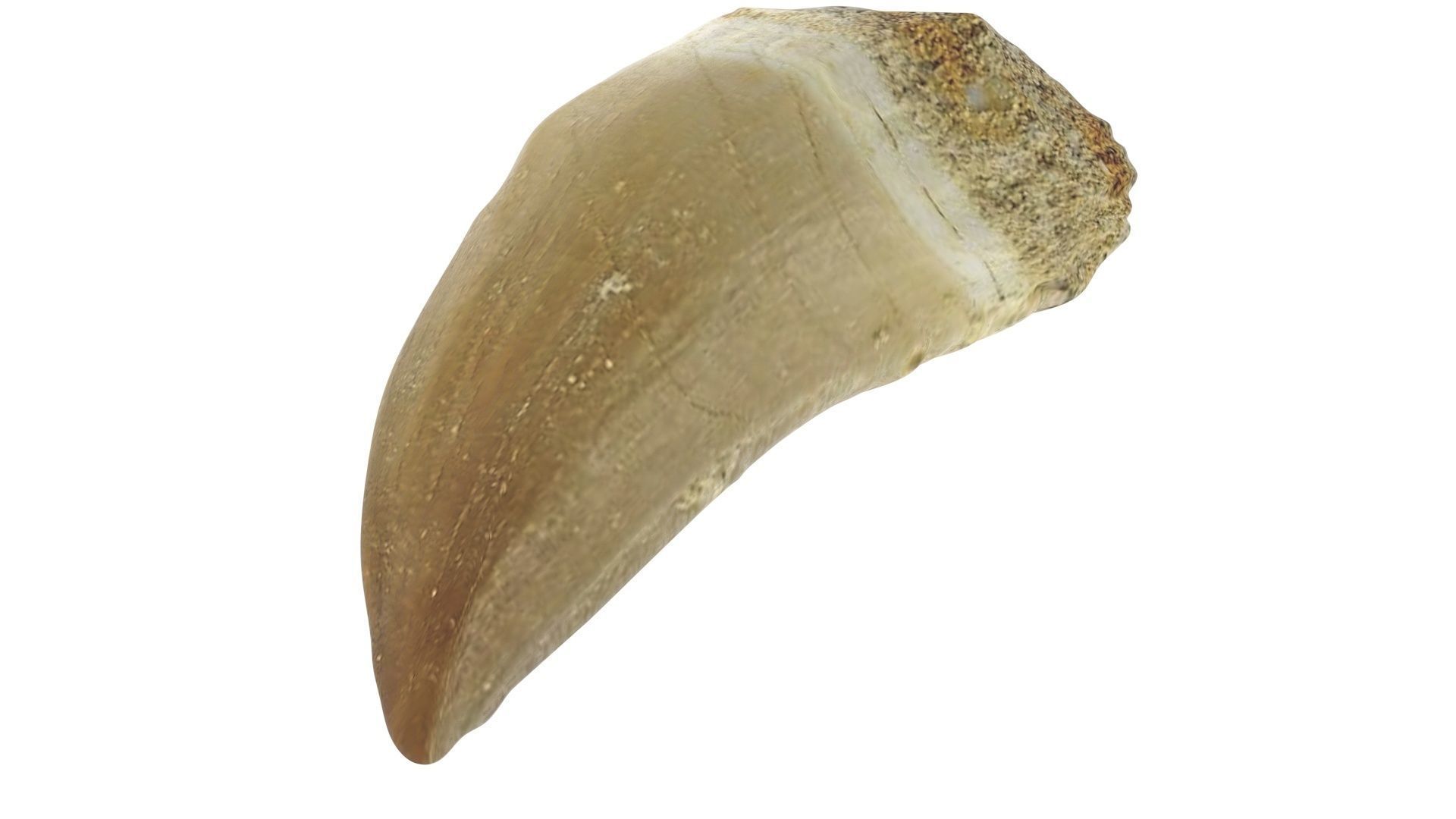 Mosasaurus Tooth 3D model_7