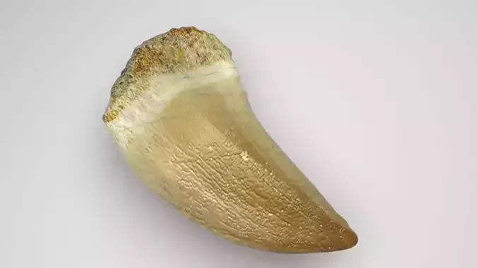 Mosasaurus Tooth 3D model