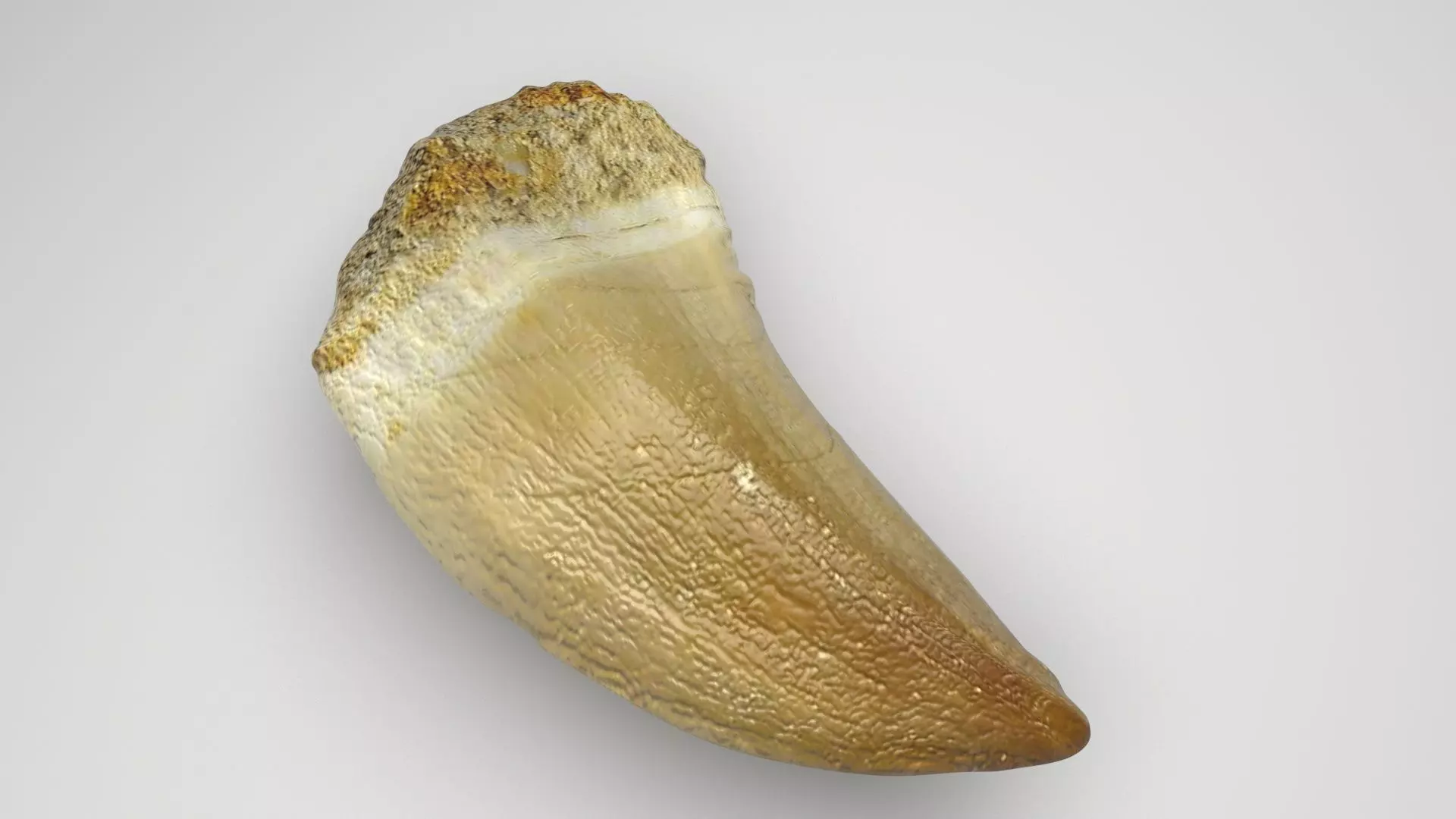 Mosasaurus Tooth 3D model_0
