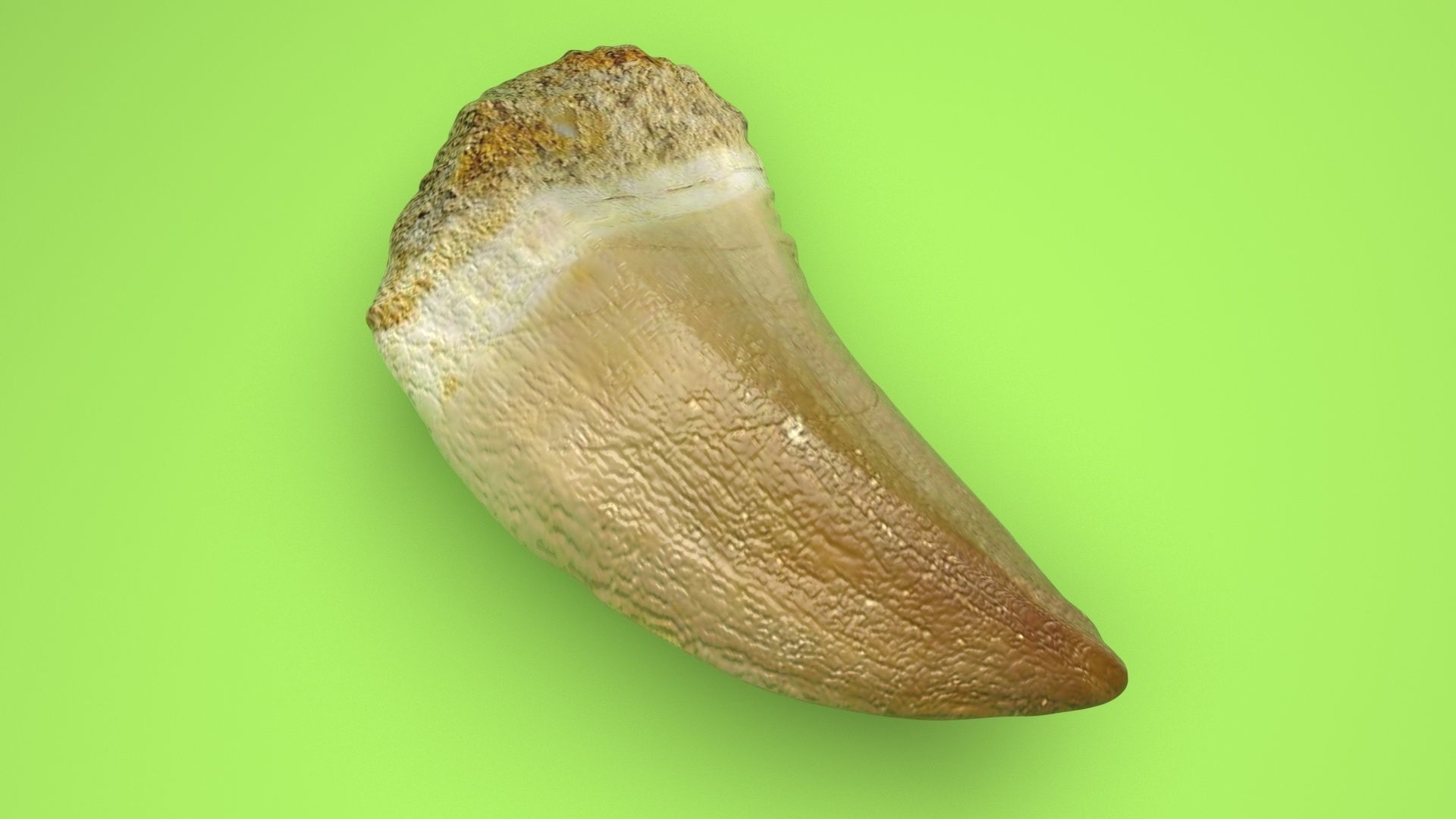 Mosasaurus Tooth 3D model_4