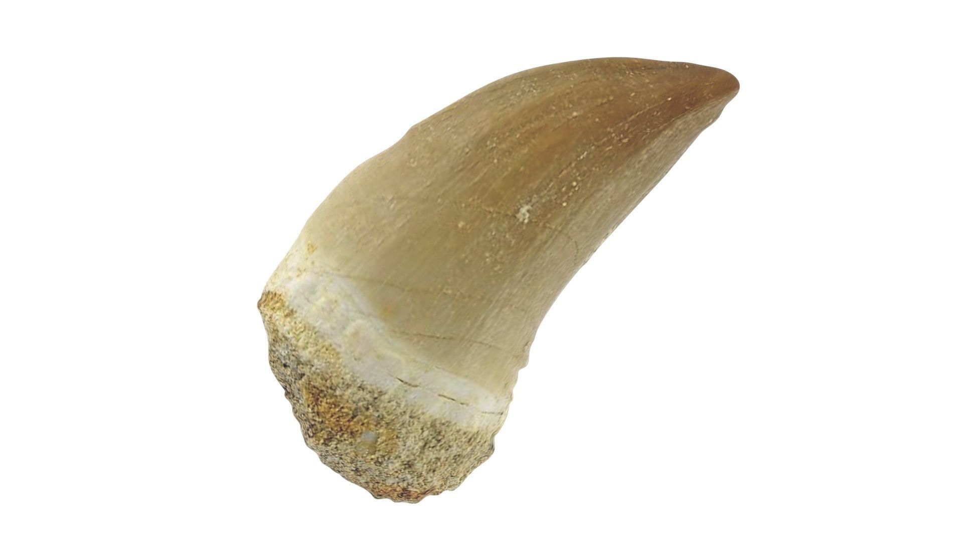 Mosasaurus Tooth 3D model_10