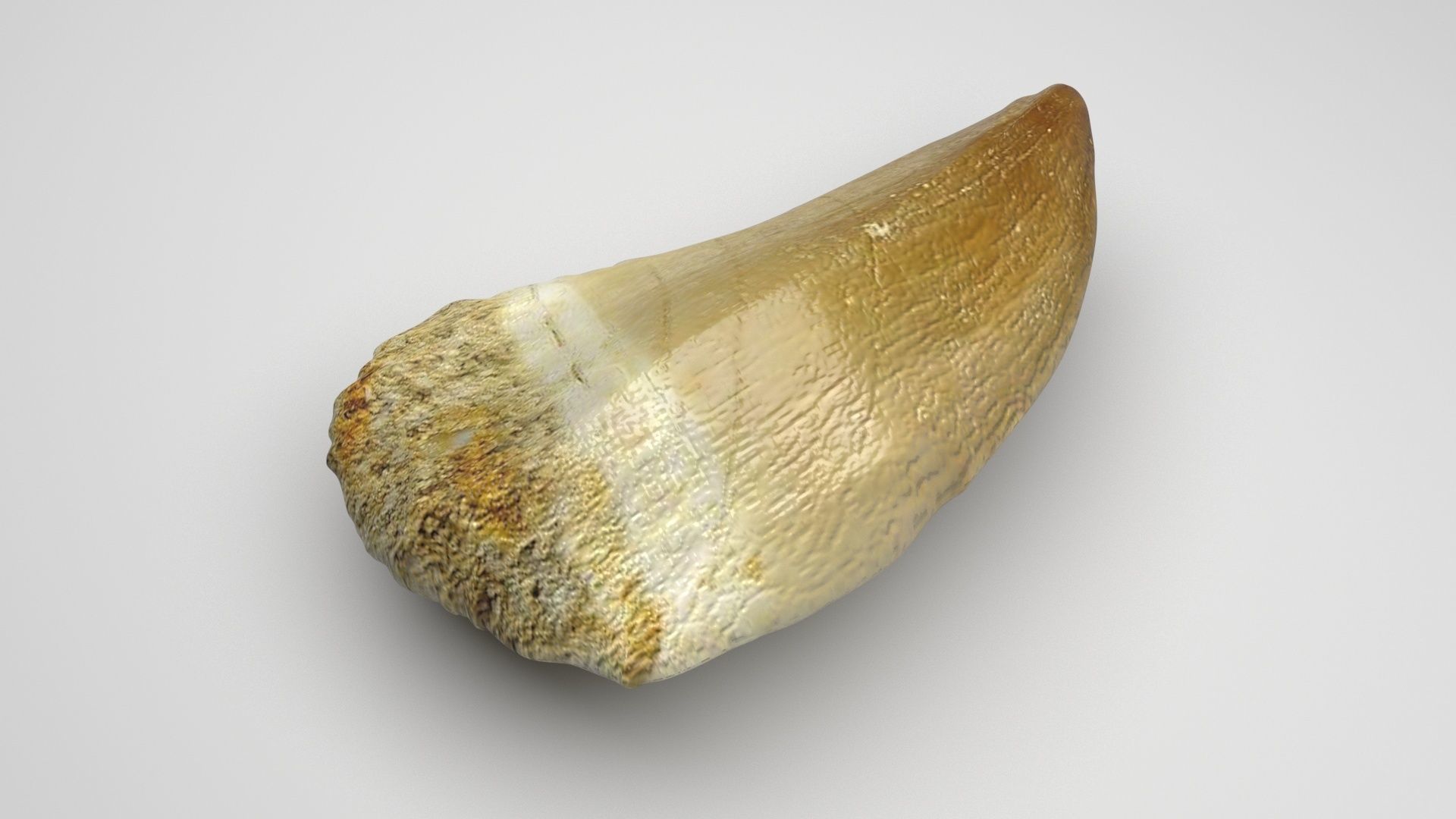 Mosasaurus Tooth 3D model_2