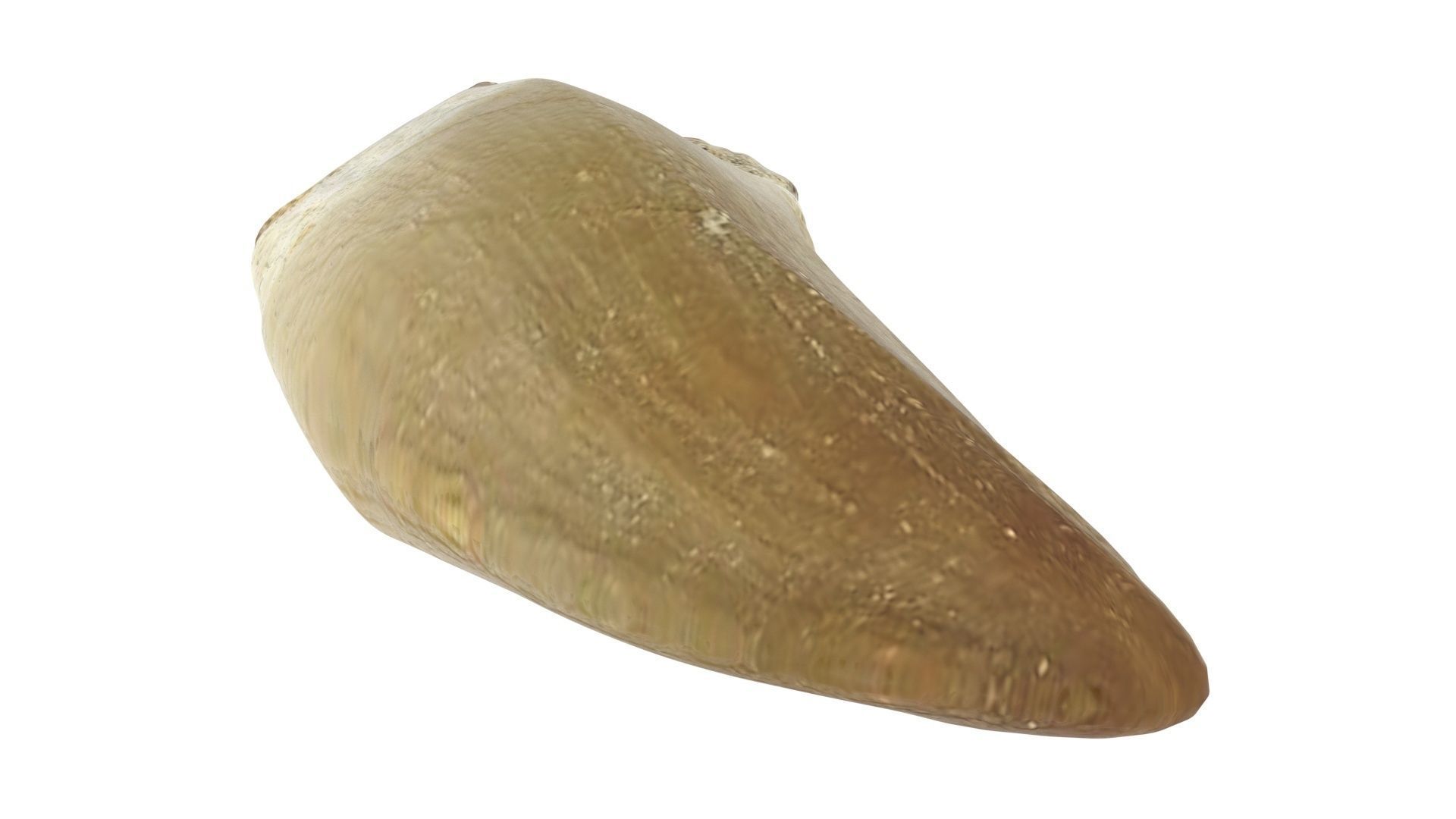 Mosasaurus Tooth 3D model_6