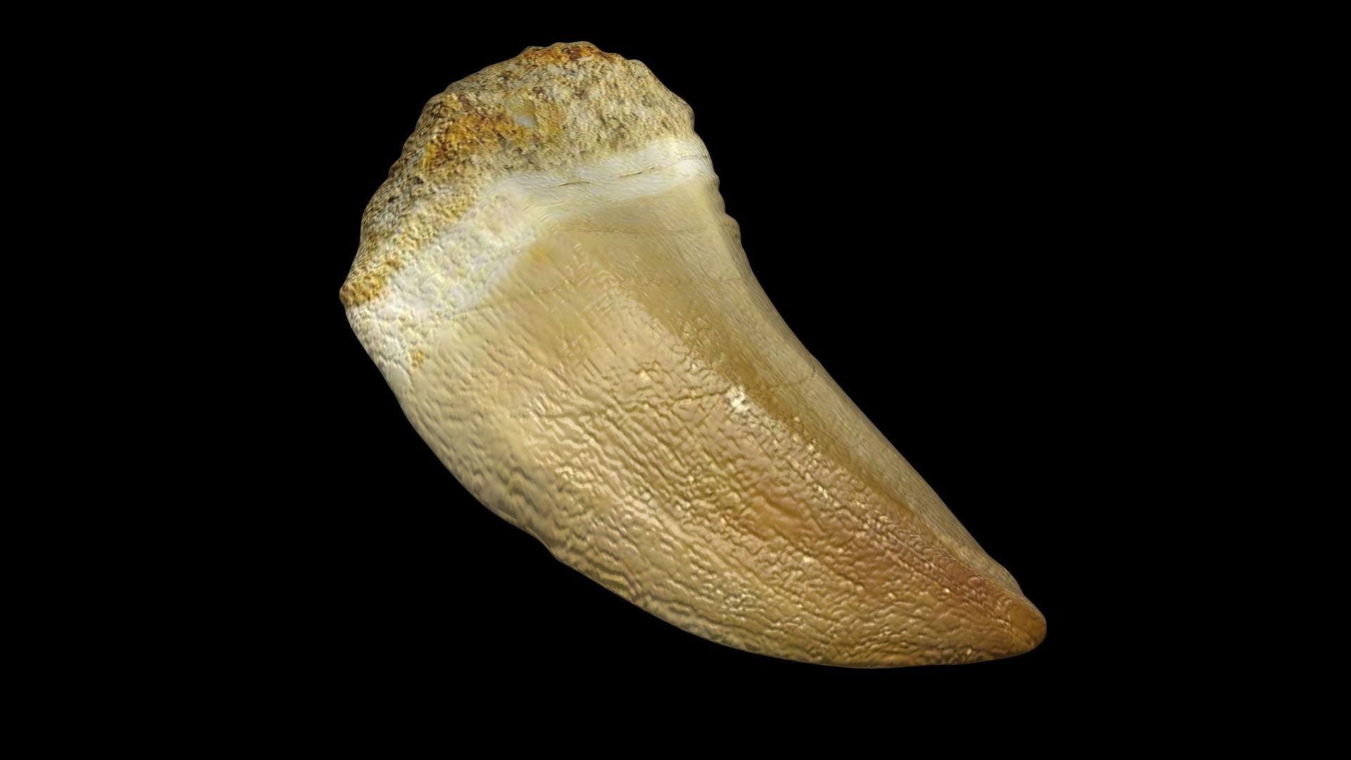 Mosasaurus Tooth 3D model_5