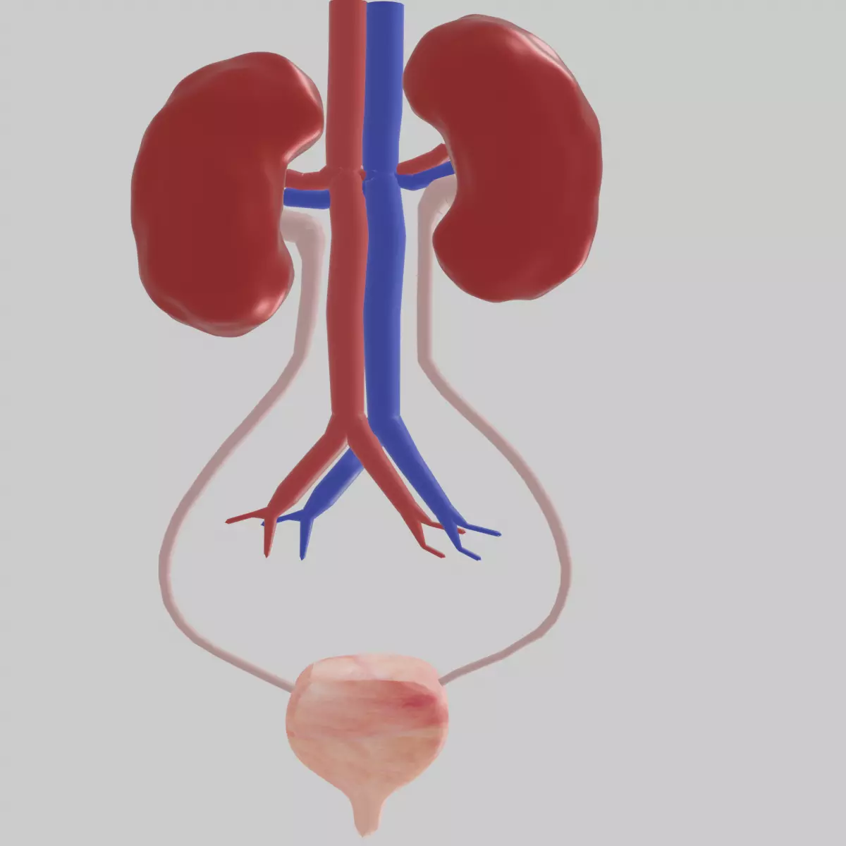 Kidney Low-poly 3D model