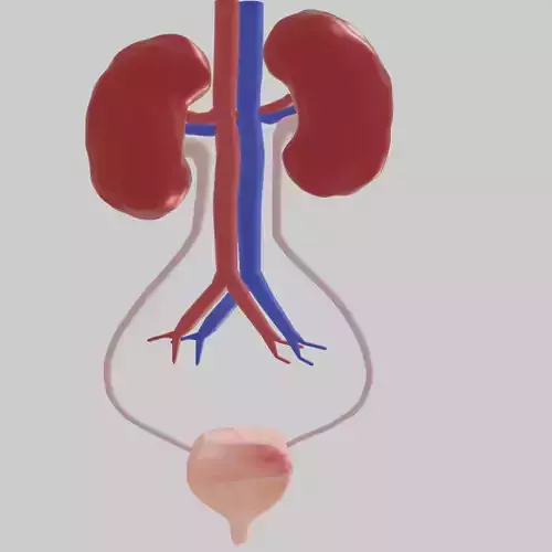 Kidney
