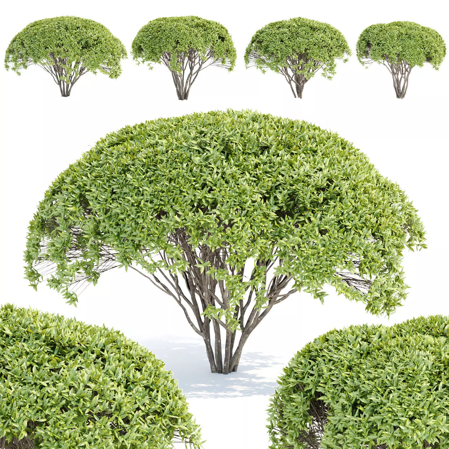 Green Bushes collection vol 193 3D model_0