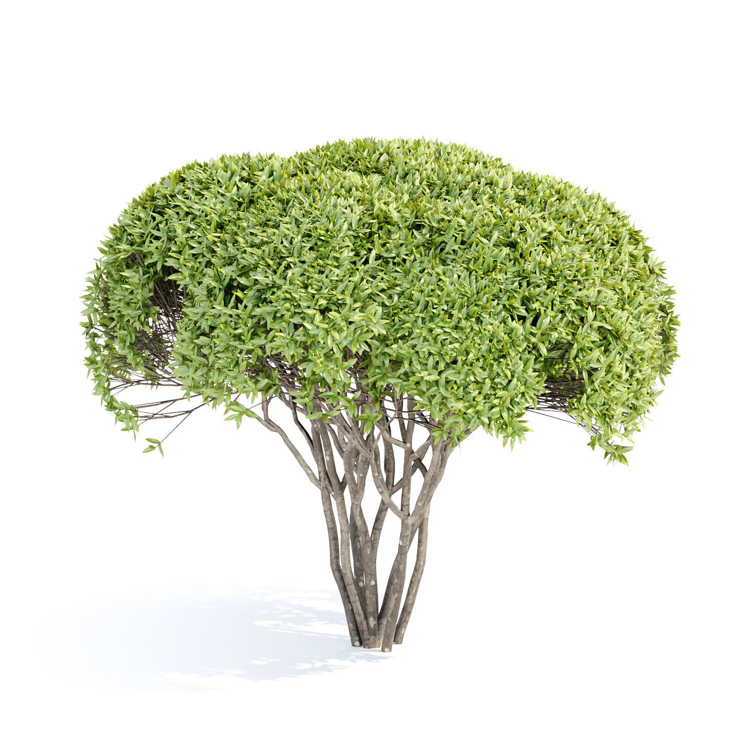 Green Bushes collection vol 193 3D model_4