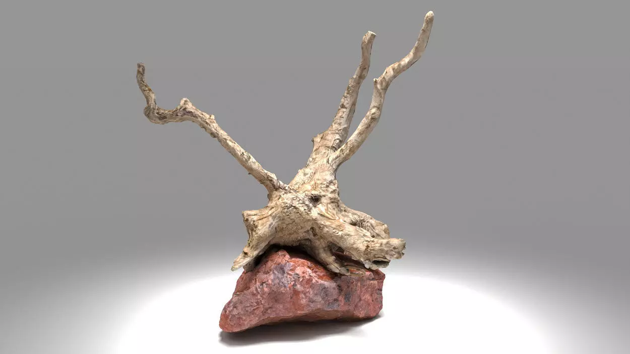 Decorative stone and plant 3D model_0