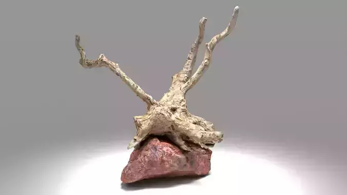 Decorative stone and plant