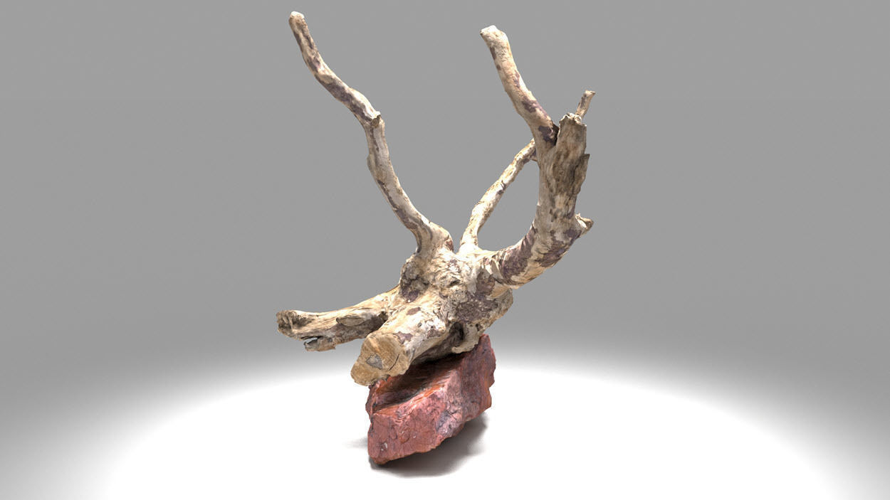 Decorative stone and plant 3D model_1