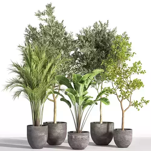 Indoor Plant Set 35
