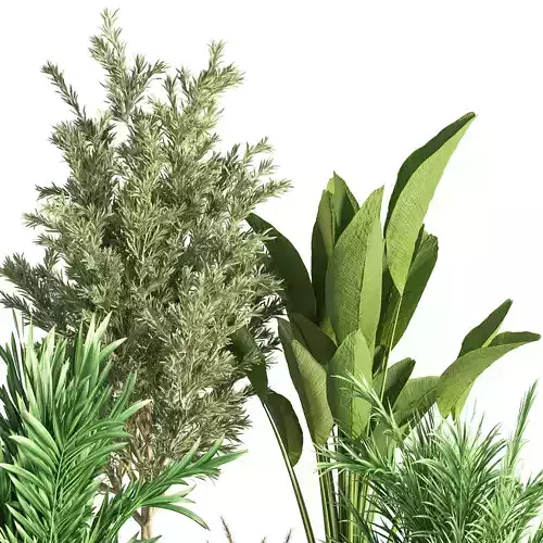 Indoor Plant Set 36