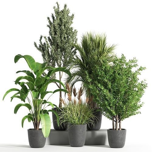 Indoor Plant Set 37 3D model