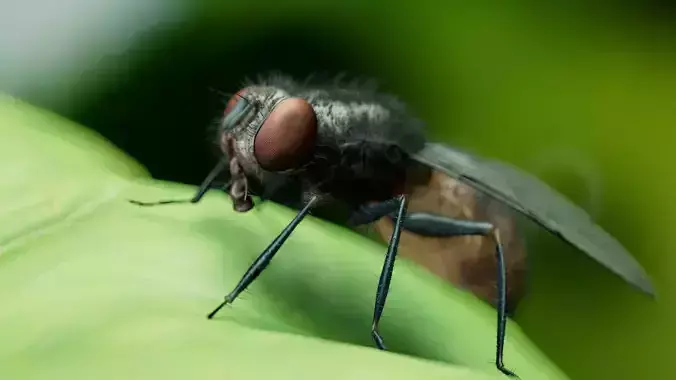 rigged Housefly  3D model