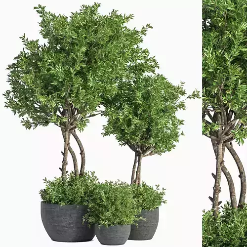 indoor Plant Set 41