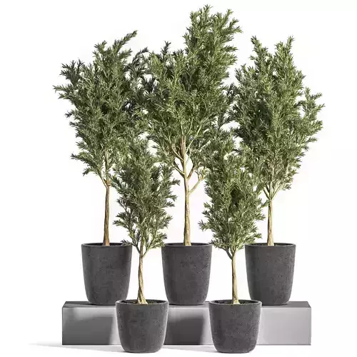 Indoor Plant olive Set 06