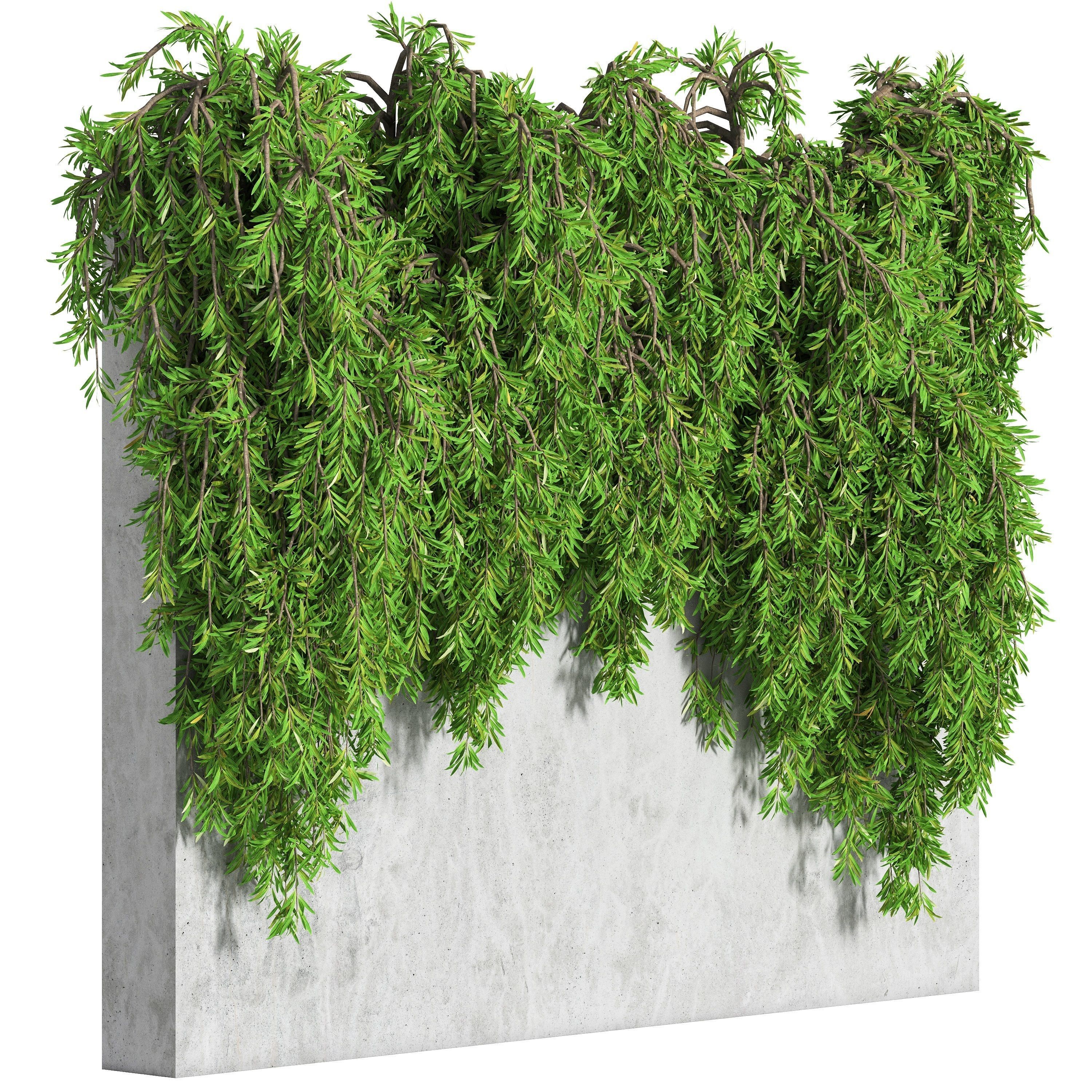Ivy wall 01 3D model_1