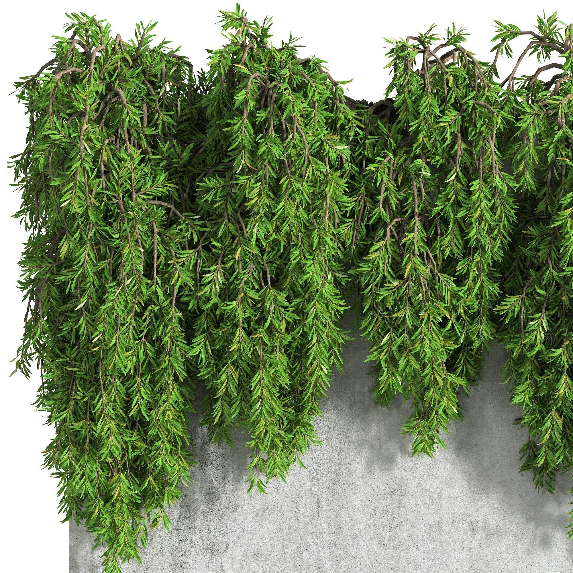 Ivy wall 01 3D model_3