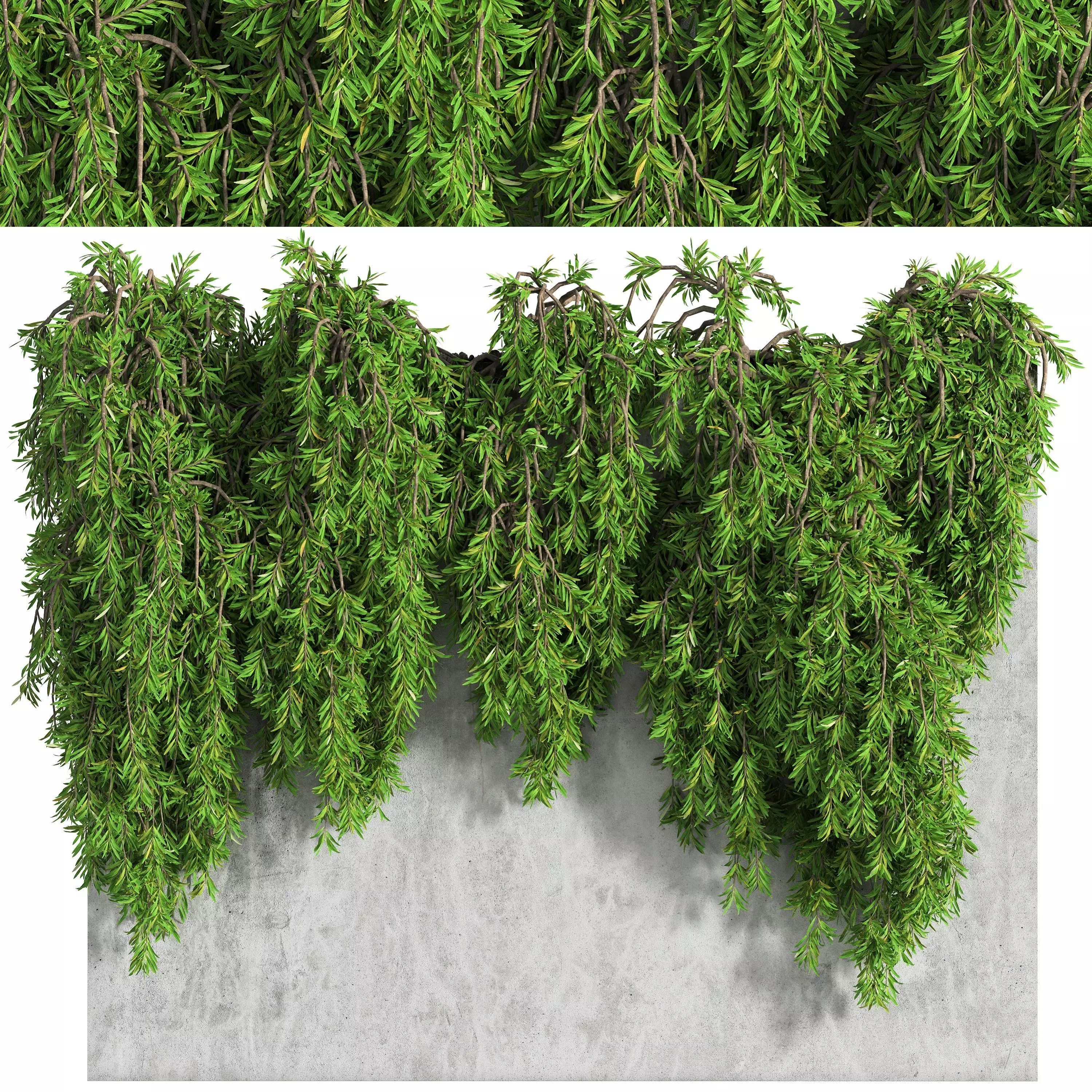 Ivy wall 01 3D model_0