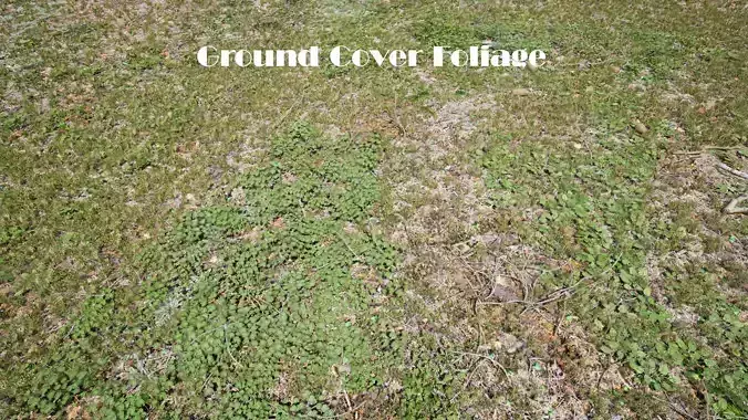 Ground Cover Foliage Low-poly 3D model