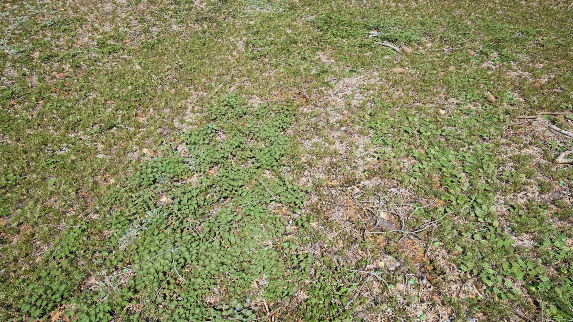 Ground Cover Foliage Low-poly 3D model_6