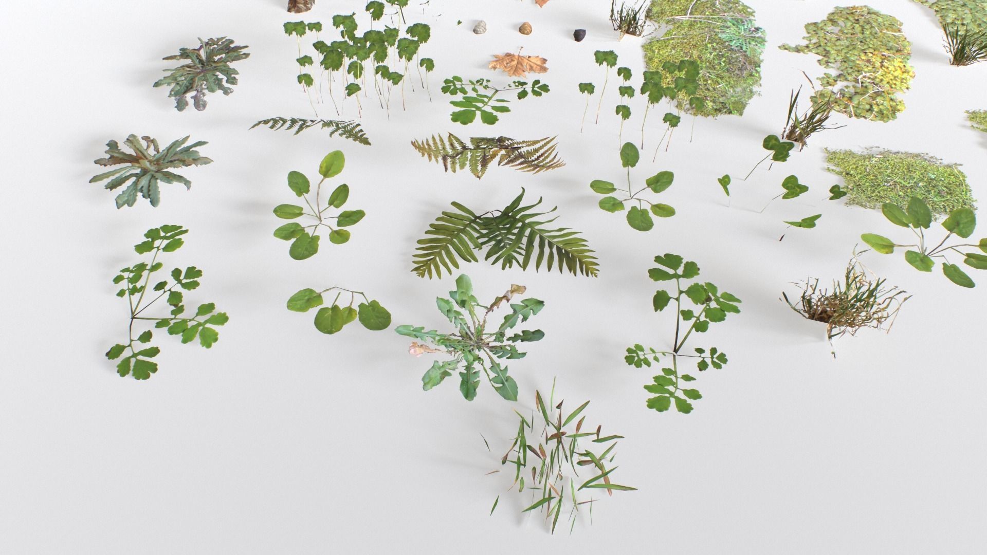 Ground Cover Foliage Low-poly 3D model_20