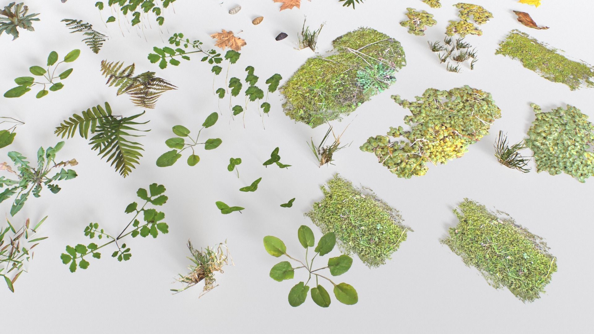 Ground Cover Foliage Low-poly 3D model_17