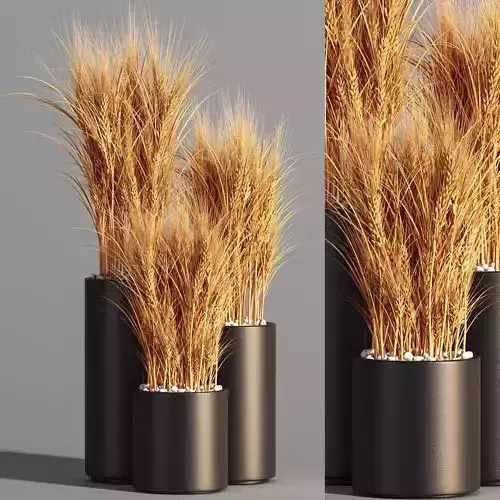 Indoor Plant Set 47 Wheat