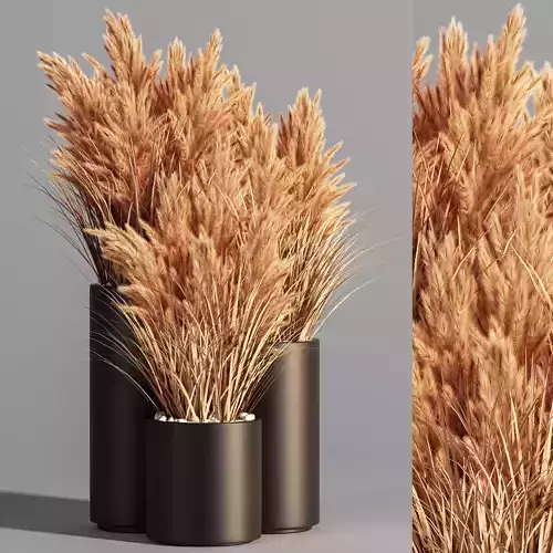 Indoor Plant Set 48  pampas 