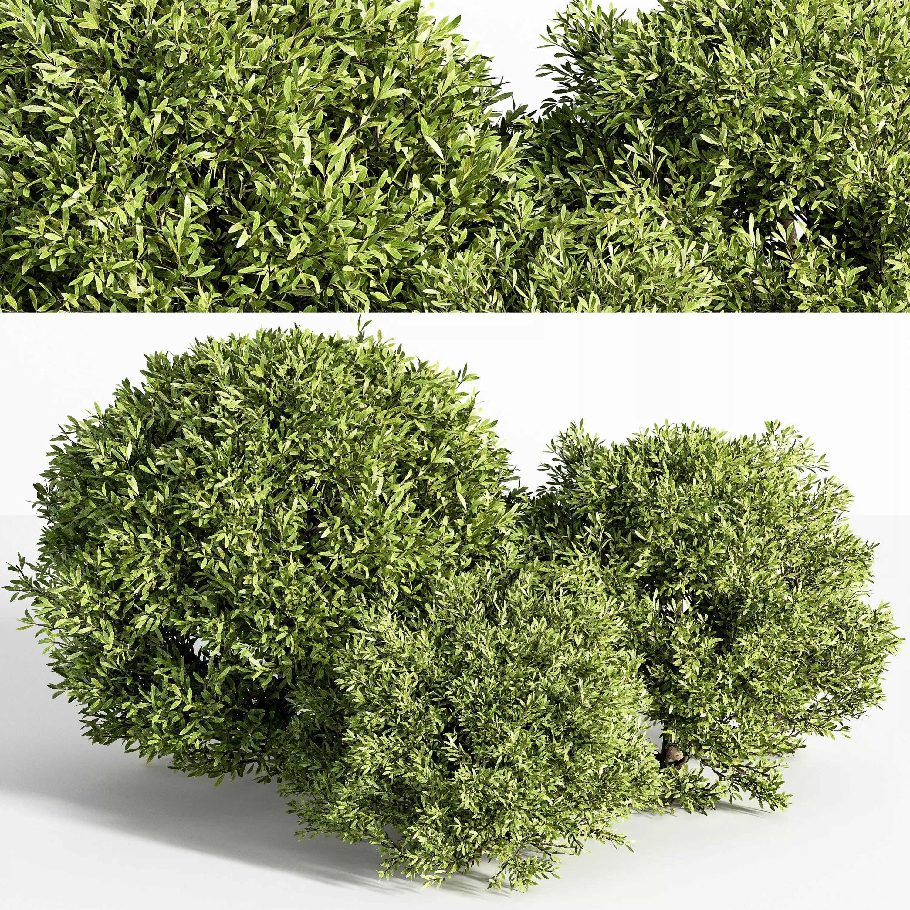 push07 three topiary plants 3D model