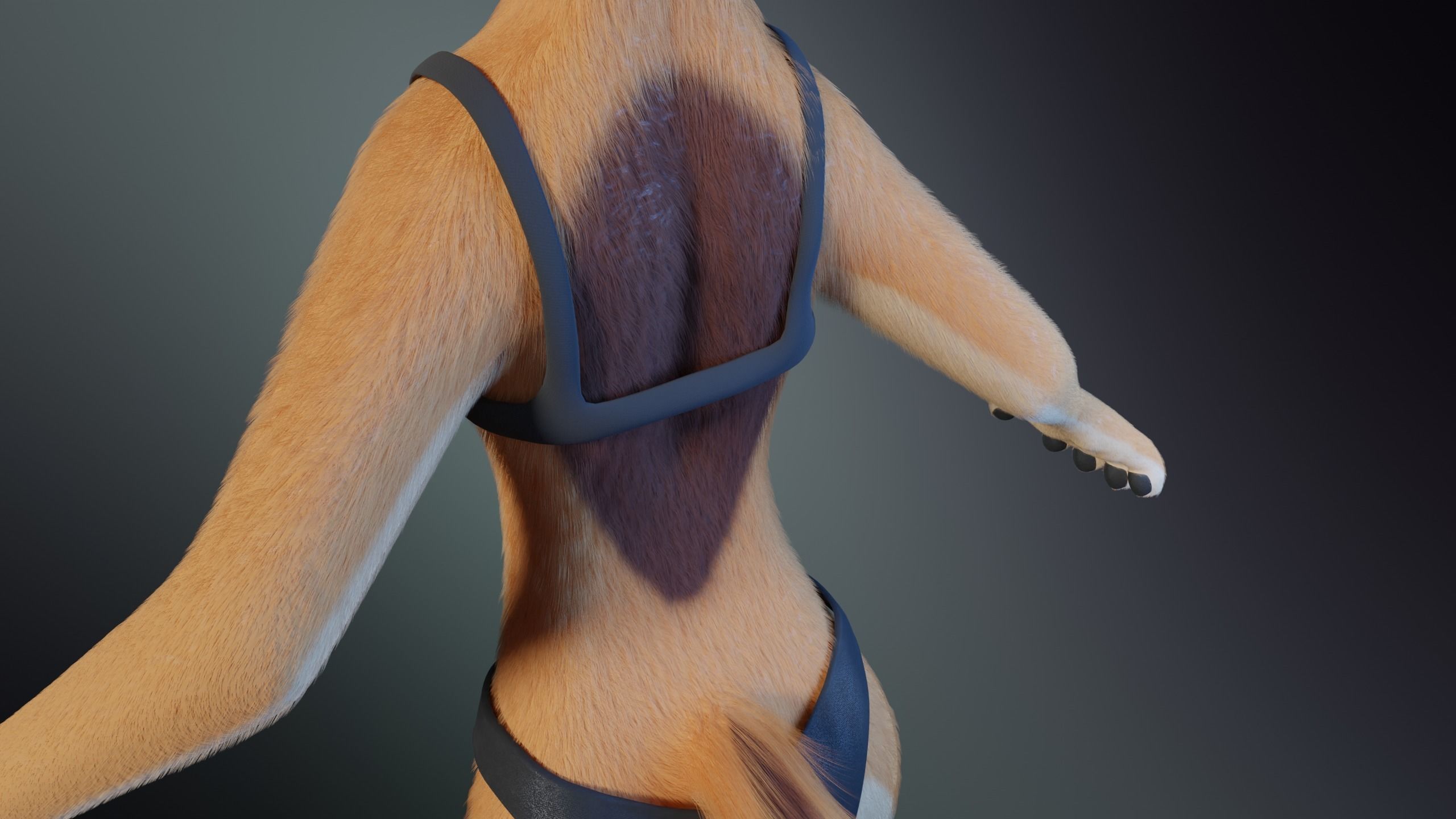 Rachel Anthro Dingo 3D model_27