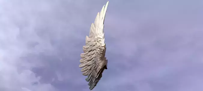 Single Angel  Wing Side