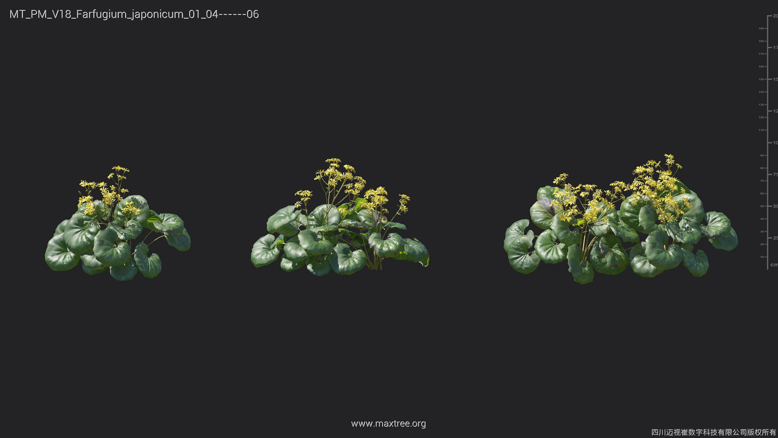Maxtree Plant Models Vol 18 - Mesh 3D model_22