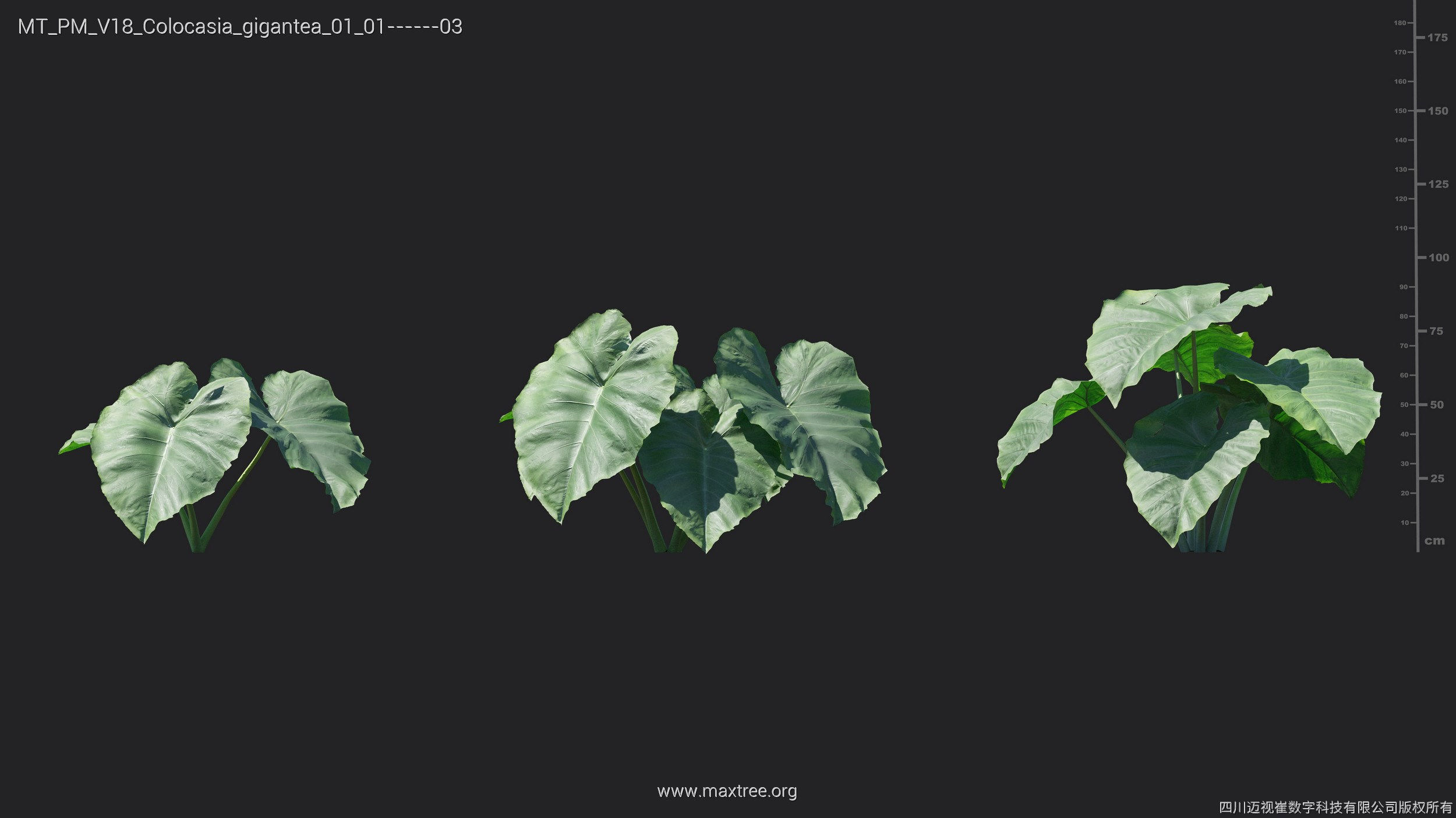 Maxtree Plant Models Vol 18 - Mesh 3D model_13