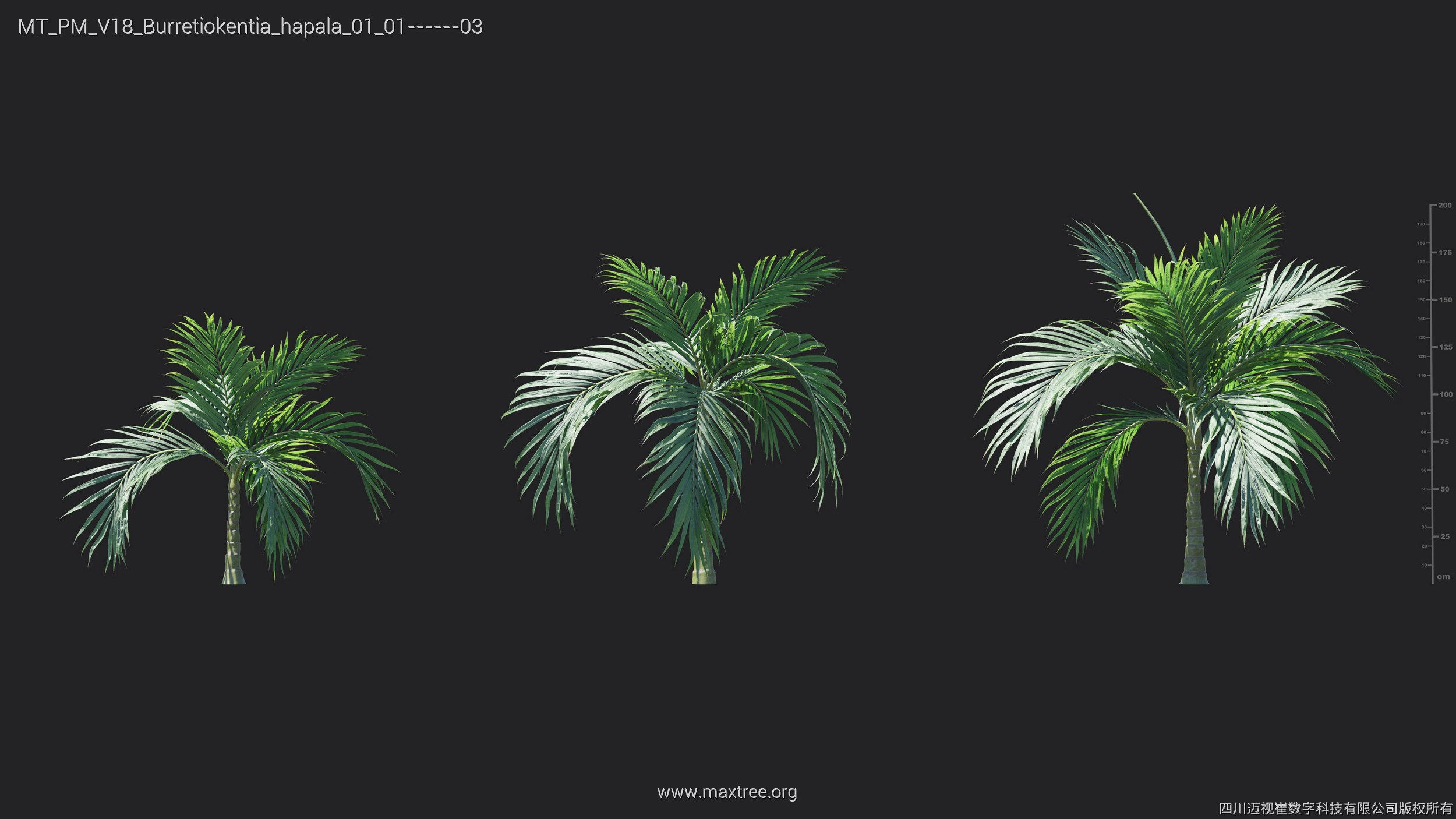 Maxtree Plant Models Vol 18 - Mesh 3D model_9