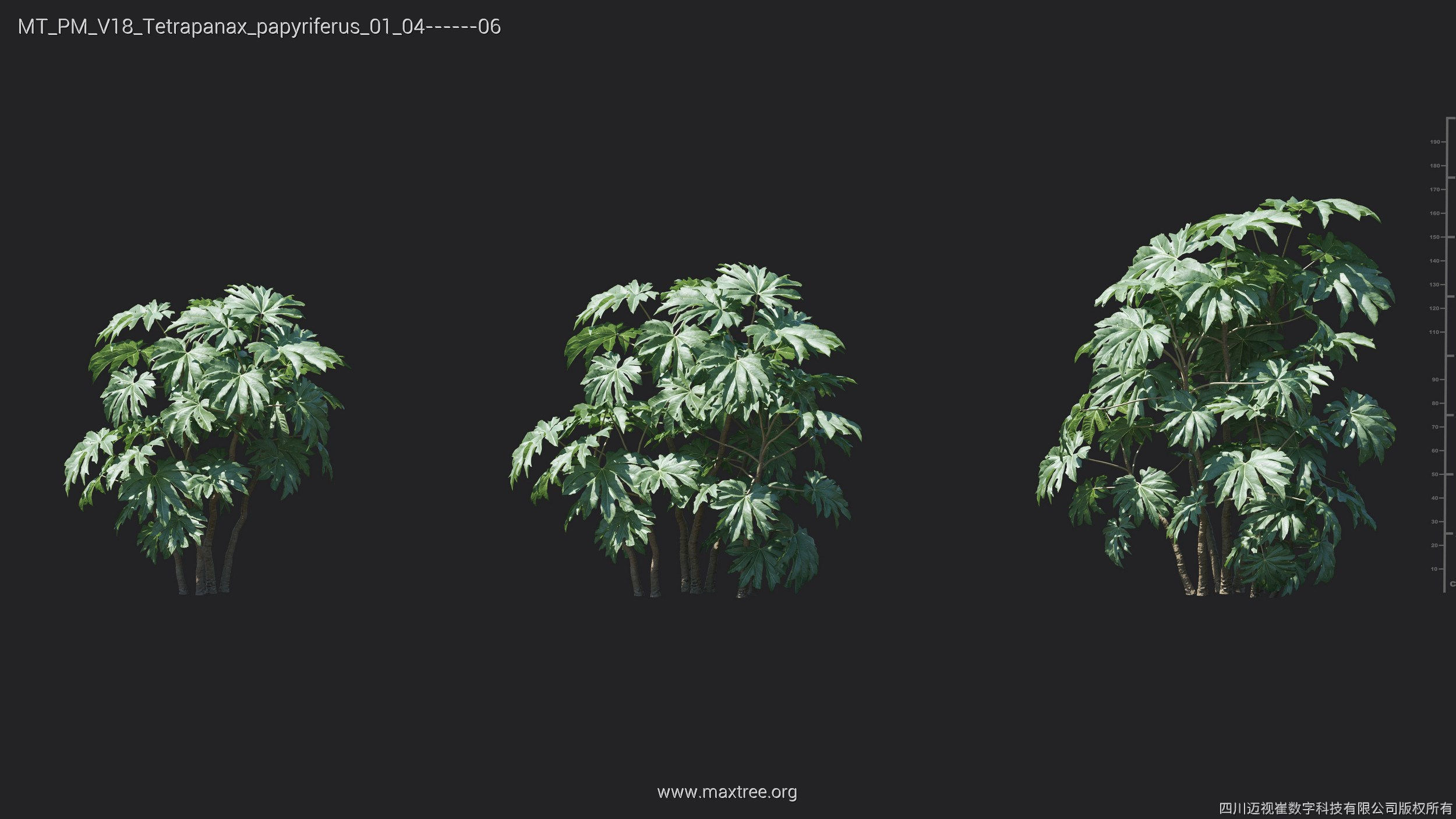 Maxtree Plant Models Vol 18 - Mesh 3D model_28