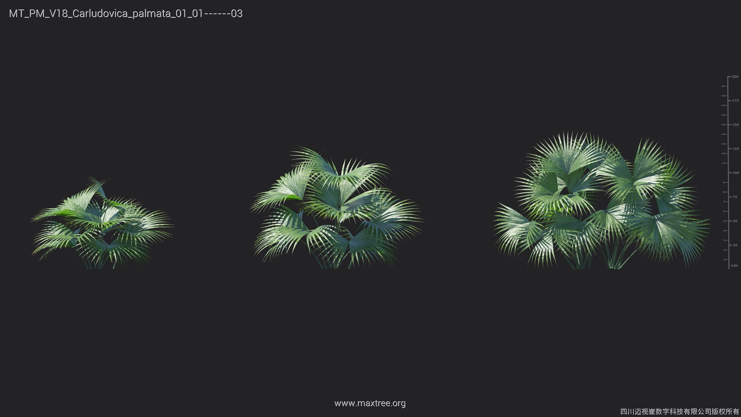 Maxtree Plant Models Vol 18 - Mesh 3D model_11