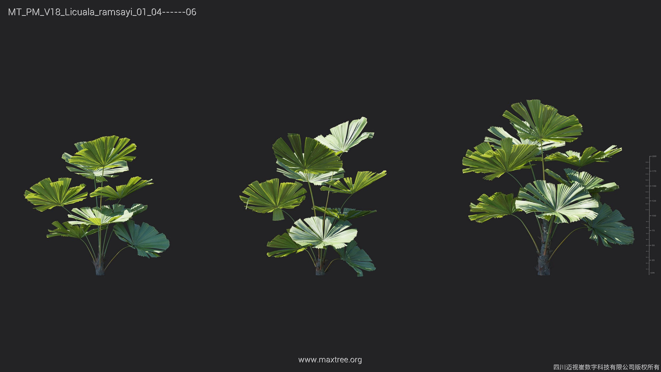 Maxtree Plant Models Vol 18 - Mesh 3D model_26