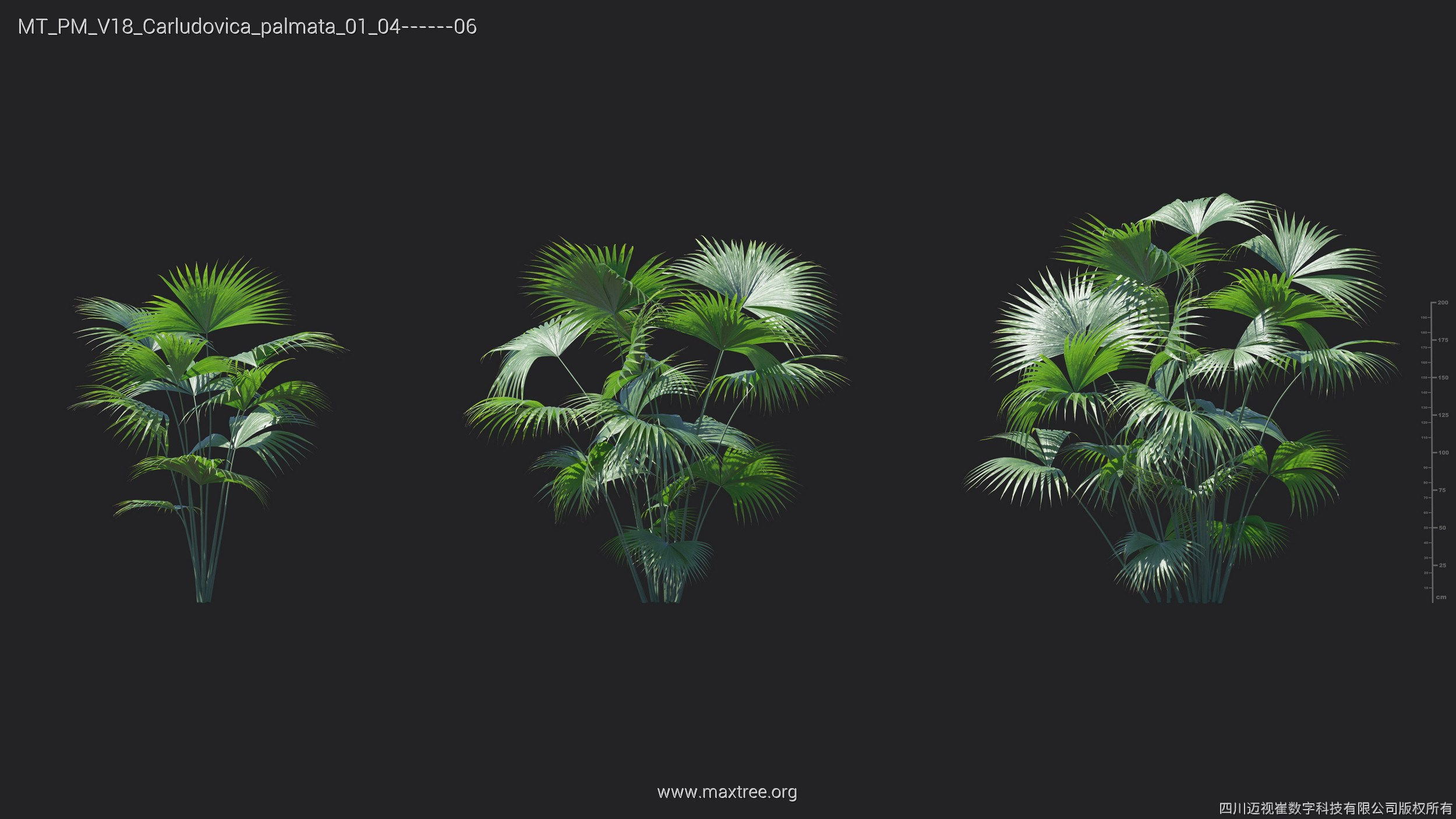 Maxtree Plant Models Vol 18 - Mesh 3D model_12