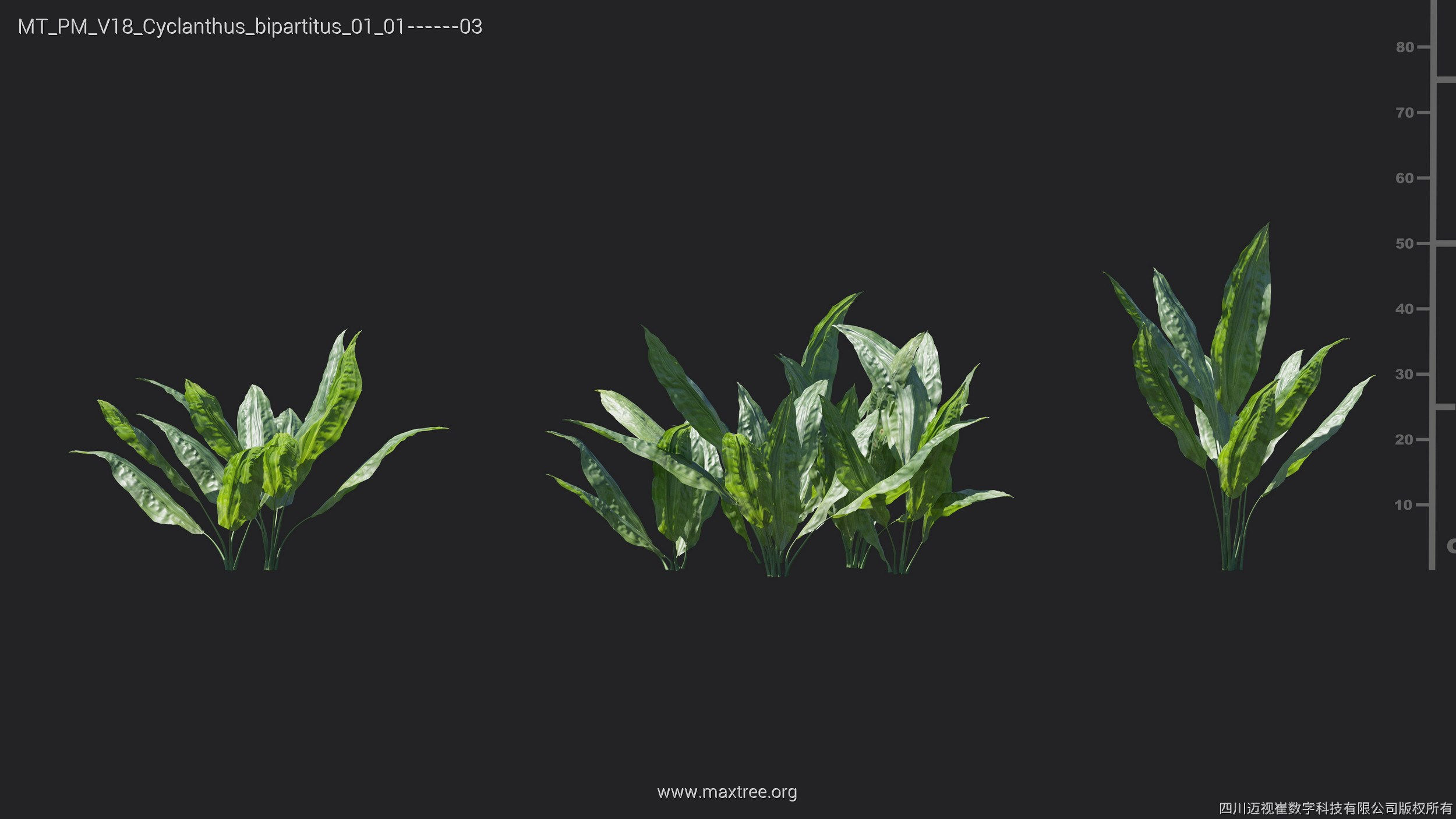 Maxtree Plant Models Vol 18 - Mesh 3D model_15