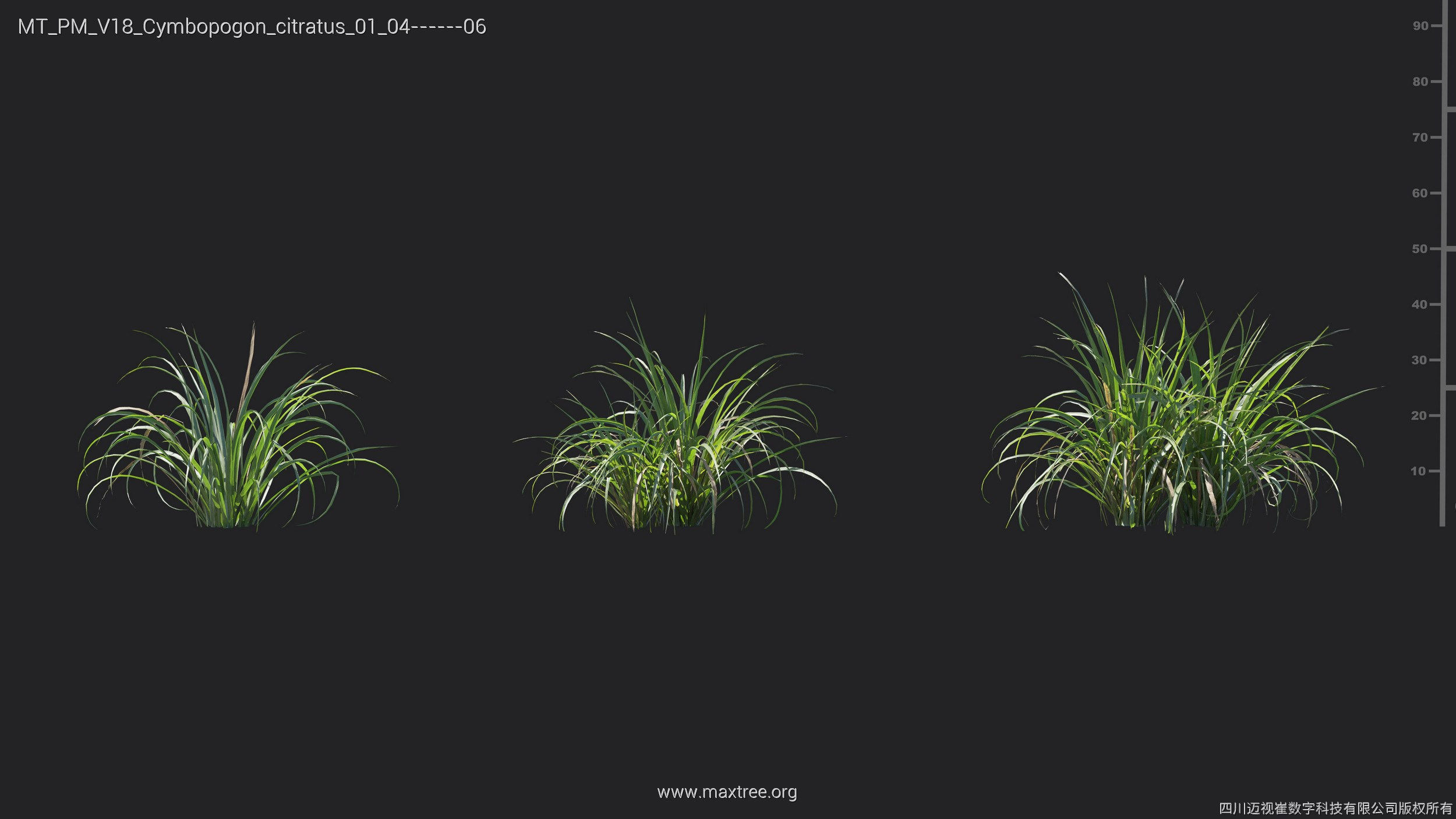 Maxtree Plant Models Vol 18 - Mesh 3D model_18