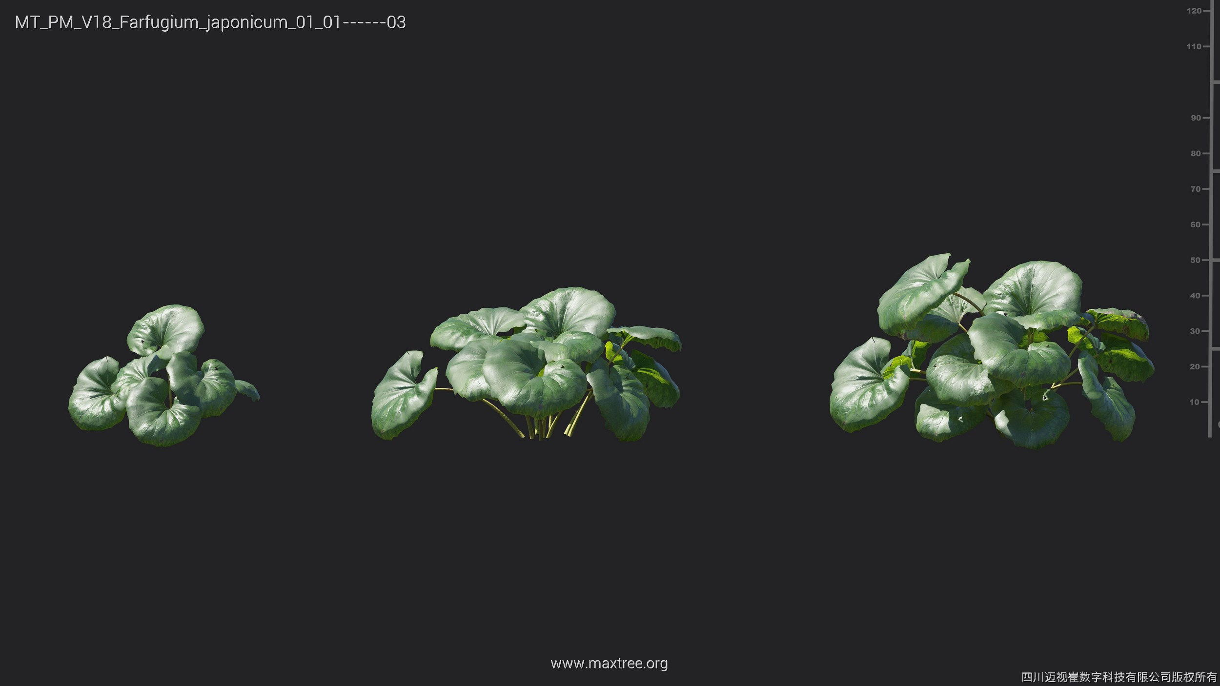 Maxtree Plant Models Vol 18 - Mesh 3D model_21