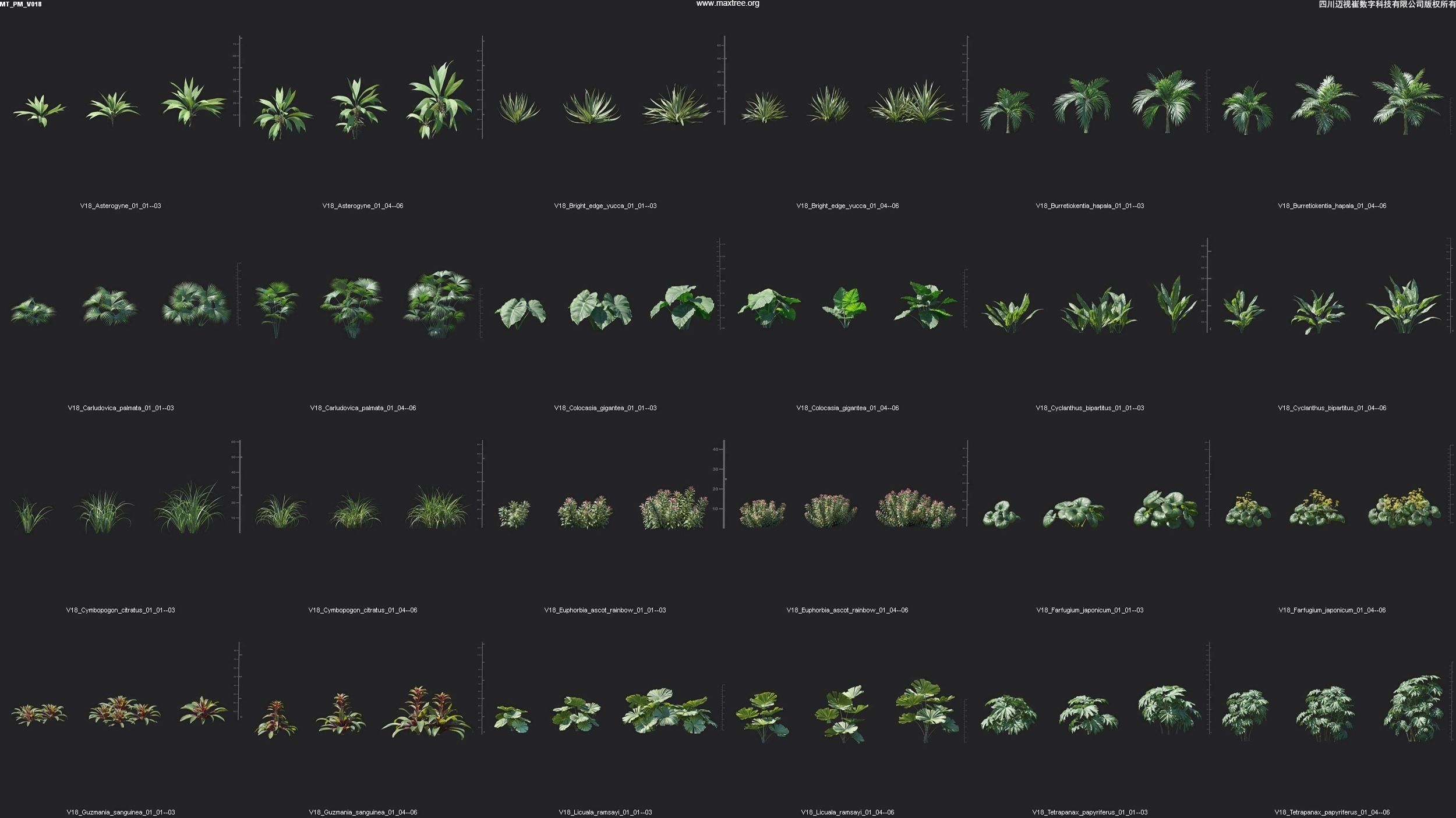 Maxtree Plant Models Vol 18 - Mesh 3D model_4