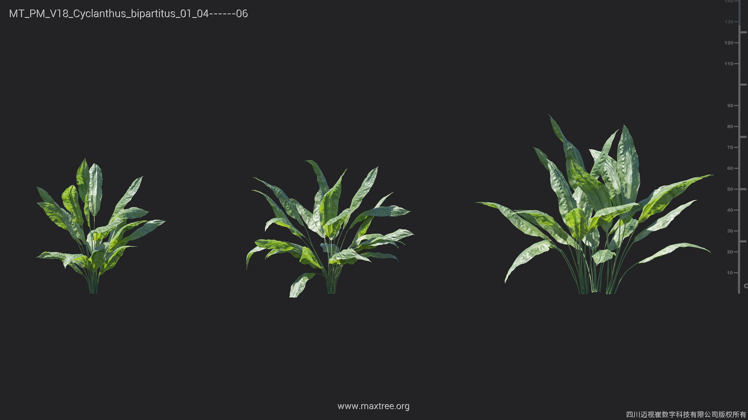 Maxtree Plant Models Vol 18 - Mesh 3D model_16