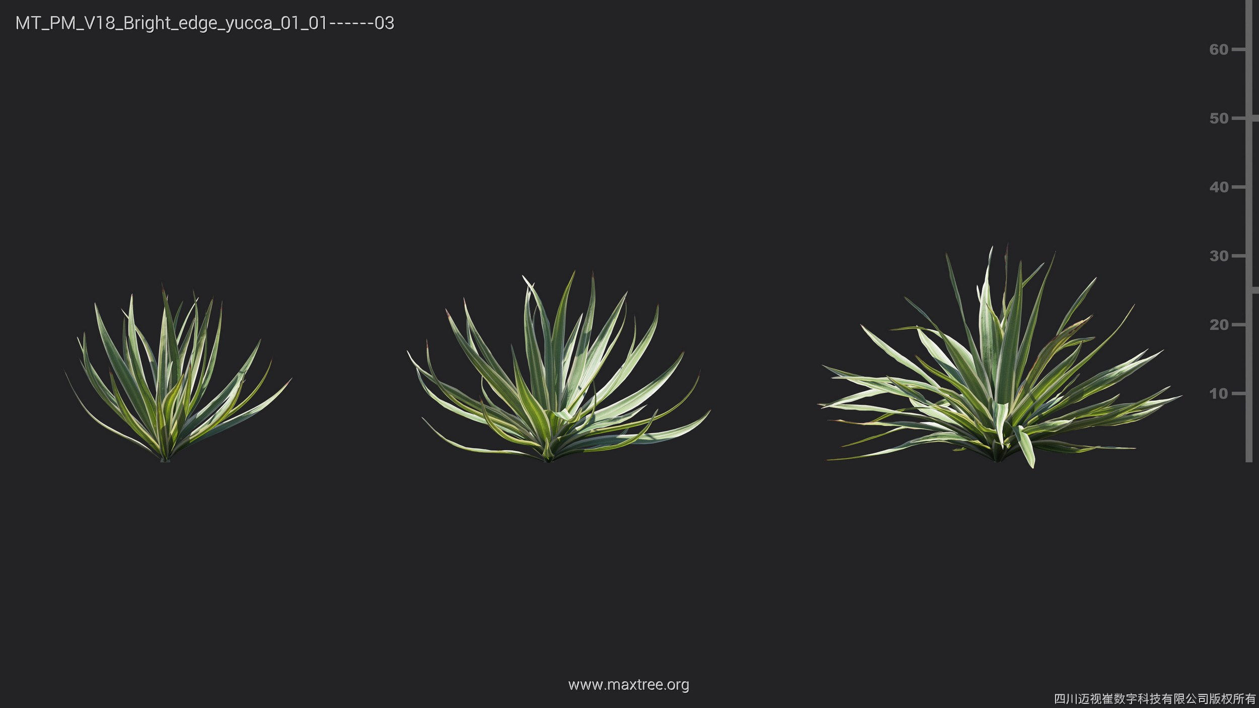 Maxtree Plant Models Vol 18 - Mesh 3D model_7